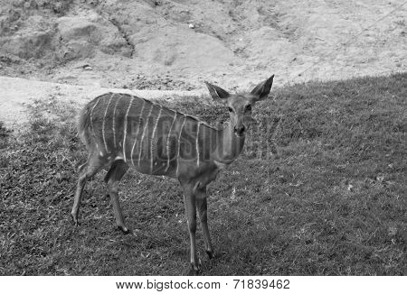 Deer in Thailand zoo