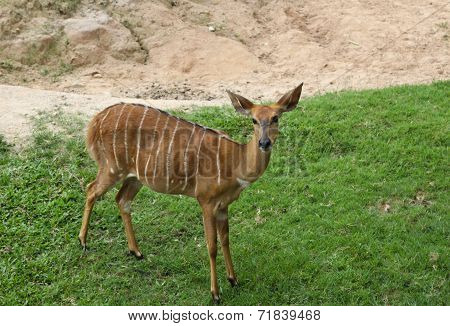 Deer in Thailand zoo