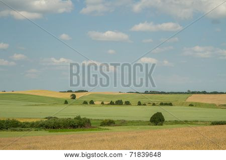 Shrubs Fields