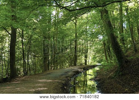 View of empty path through Skipton Castle woods.