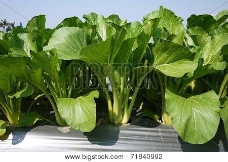 Vegetable Garden