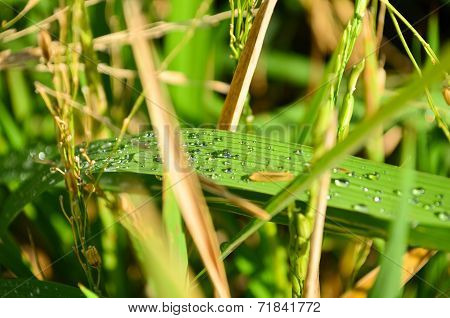 Rice Leaf