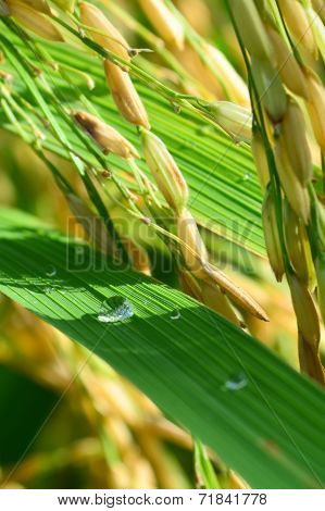 Rice Field