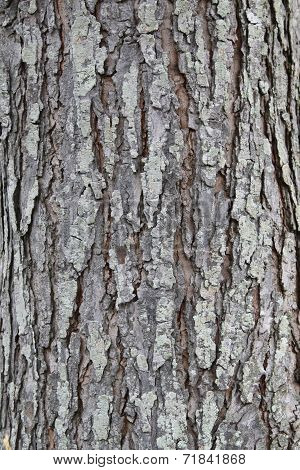 background of old tree trunk in closeup