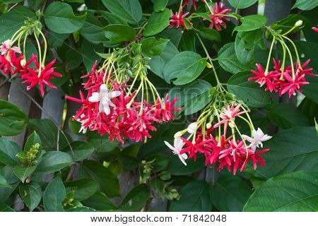 Combretum indicum, Chinese honeysuckle or Rangoon creeper