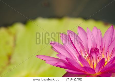 Beautiful Lotus In Pond