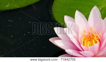 Beautiful Lotus In Pond