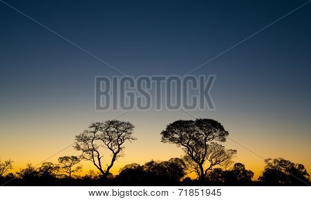 Ipe trees at sunset in Brazilian Pantanal