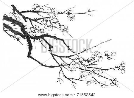 Chinese painting of flowers, plum blossom, on white background.