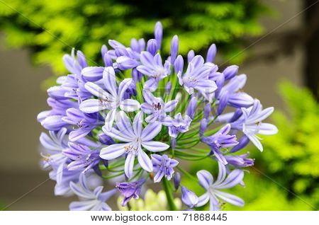 Agapanthus Flowers