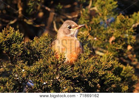 American Robin (turdus Migratorius)