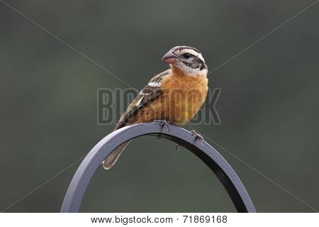 Black-headed Grosbeak (pheucticus Melanocephalus)