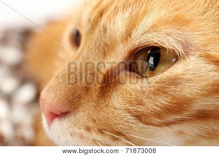 Red cat closeup