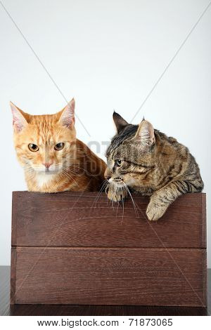Two cats in wooden box on table isolated on white