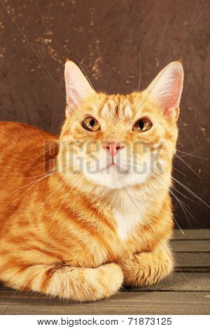 Red cat on wooden box on brown wall background
