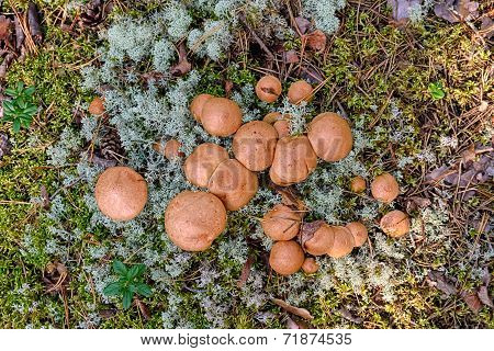 Suillus Bovinus
