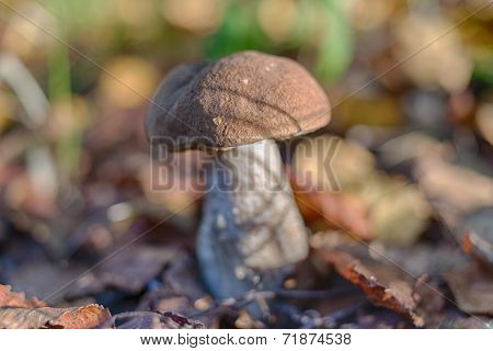 Leccinum Scabrum