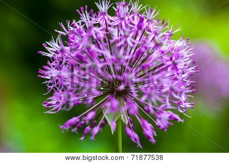 Blooming Ornamental Onion (allium)