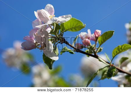 Apple Tree Flowers Against The Blue Sky Background
