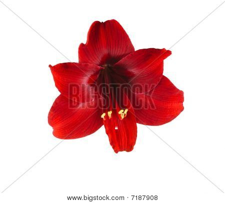 Amaryllidaceae