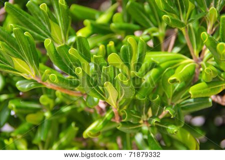The Green Leaves Of The Olive Tree In Nature