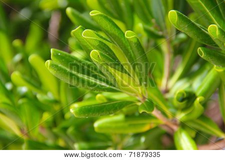 The Green Leaves Of The Olive Tree In Nature