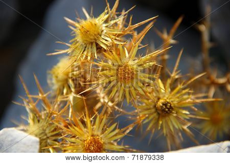 Dry Yellow Flowers In A Rocky Environment