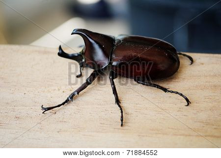 Rhinoceros Beetle