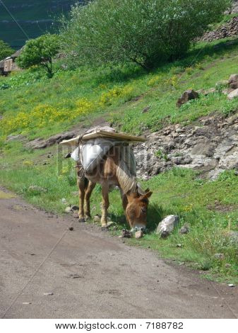 cheval chargé