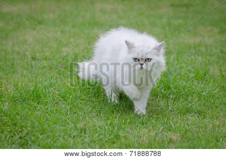 White Persian Cat Walking