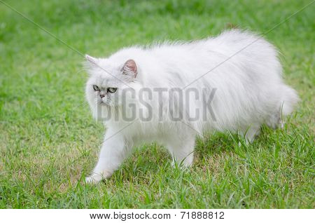 White Persian Cat Walking