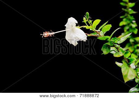 Close up of a flower of the Fringed Hibiscus (Hibiscus Schizopetalus) Malvaceae over a green leaves out of focus background of leaves and black background.