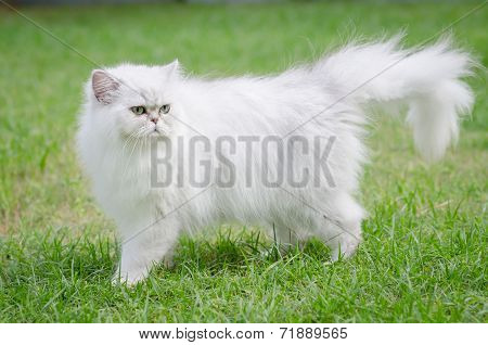 White Persian Cat Walking