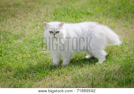 White Persian Cat Walking
