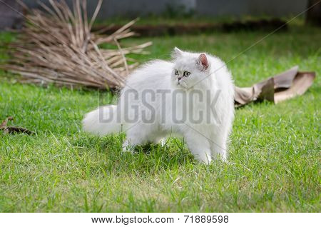 White persian cat walking on green grass