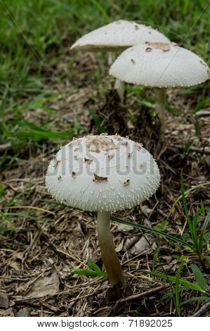Psilocybe Cubensis Earle Mushroom