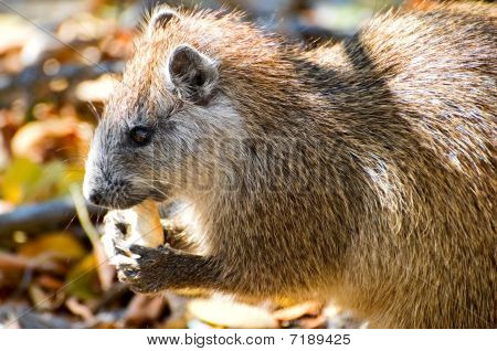Wild Hutiat