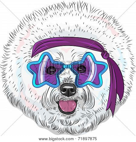 Vector Funny Cartoon Hipster Dog Bichon Star Disco