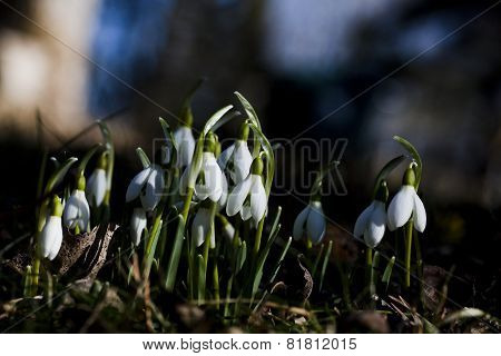 snowdrops