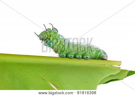 Last Stage Of Largest Caterpillar Attacus Atlas Moth