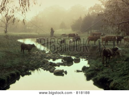 Misty Morn