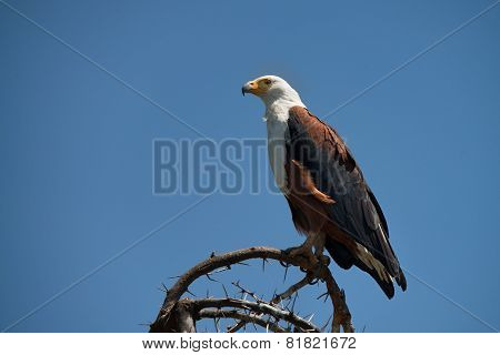 African Fish Eagle