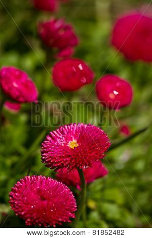 flowers from the mountains in azuay ecuador