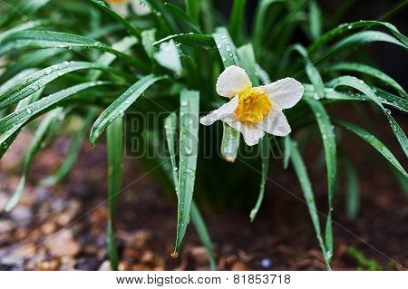 Narcis Flower