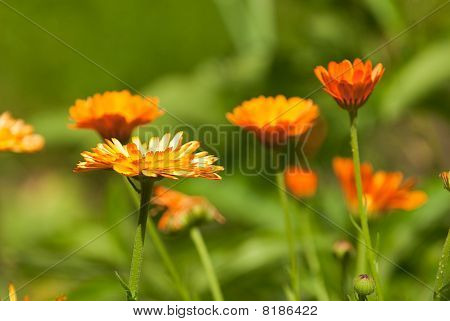 Bloem