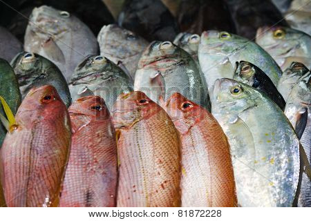 Background of fresh red fish