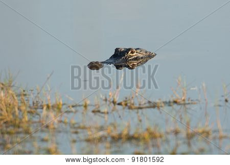 American Alligator In The Water