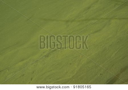 Green And Messy Surface Of Lake Photo