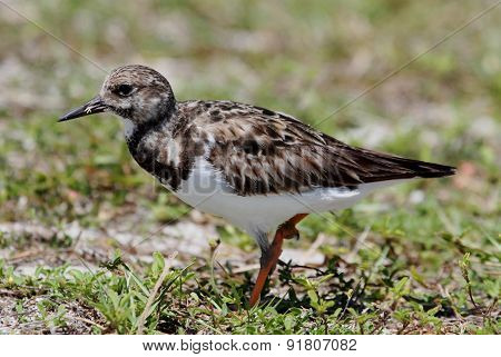 Ruddy Turnstone (arenaria Interpres)