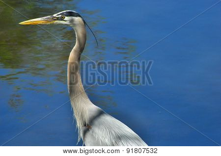 Great Blue Heron